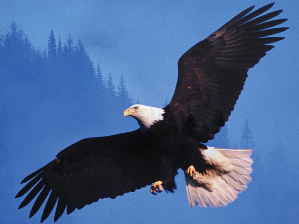 EagleM International Church banner