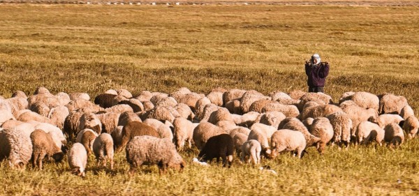 2022-02 - Shepherd of Every Season