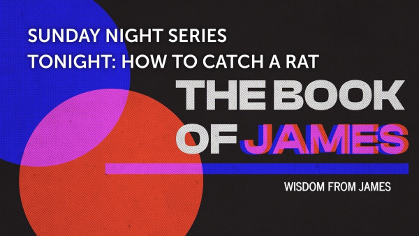 How To Catch A Rat