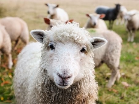 Psalm 23 - The Lord is MY Shepherd