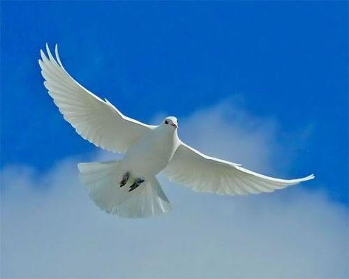 The Compassionate and Gracious God