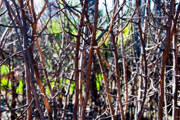 PALM SUNDAY – a straight path through the thicket of Human Maneuvering – John 12:1-19