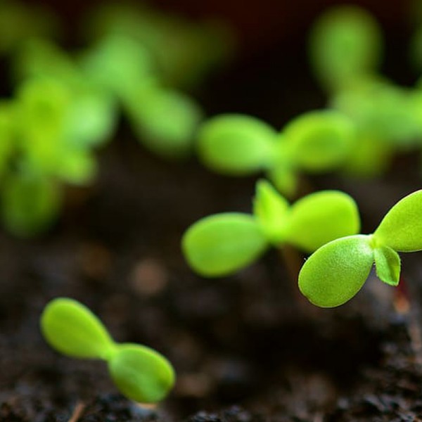 Keep Sowing