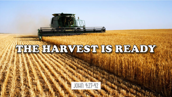 The Harvest is Ready