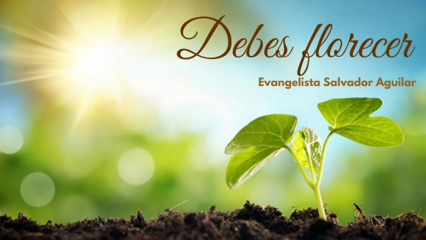Debes florecer