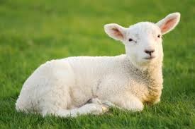 The Lamb