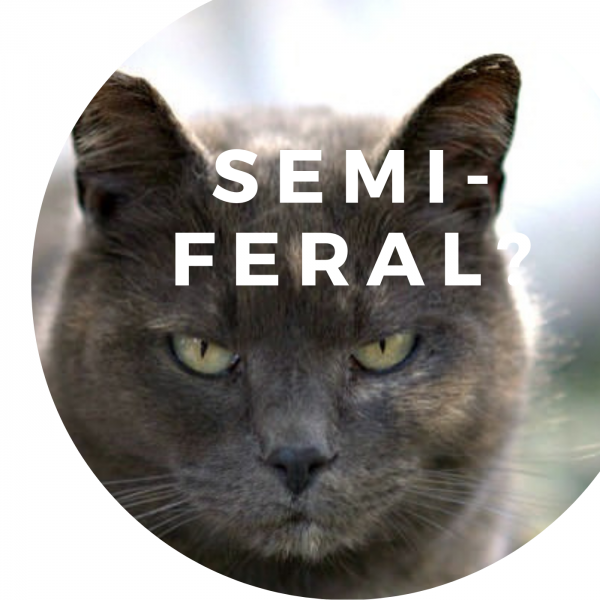 Semi-feral? -December 30, 2018