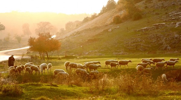 JOHN 10 JESUS THE GOOD SHEPHERD