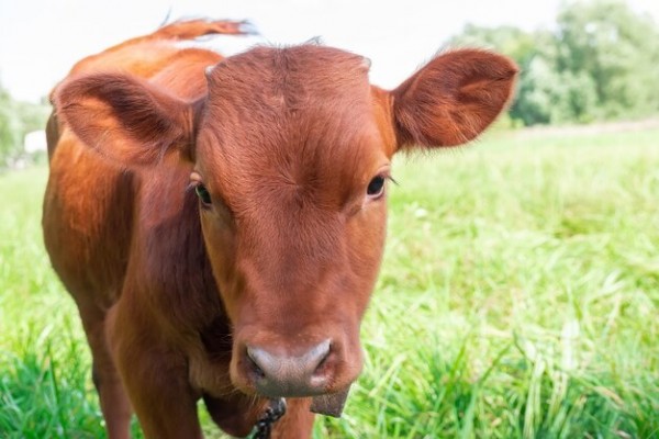 Red Heifer, Jesus, and the Living Water