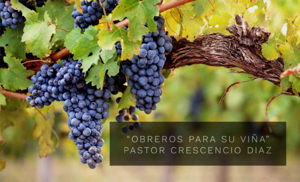 Obreros para su viña