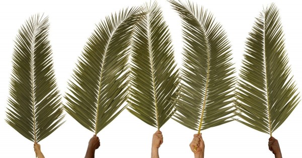 The Coronation of the King? (Palm Sunday 2019)